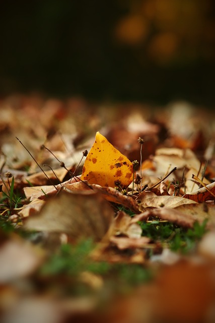孔帕尼奥不 孔帕尼奥不
