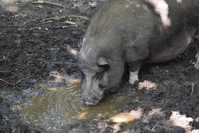 净胜球及进 净胜球及进
